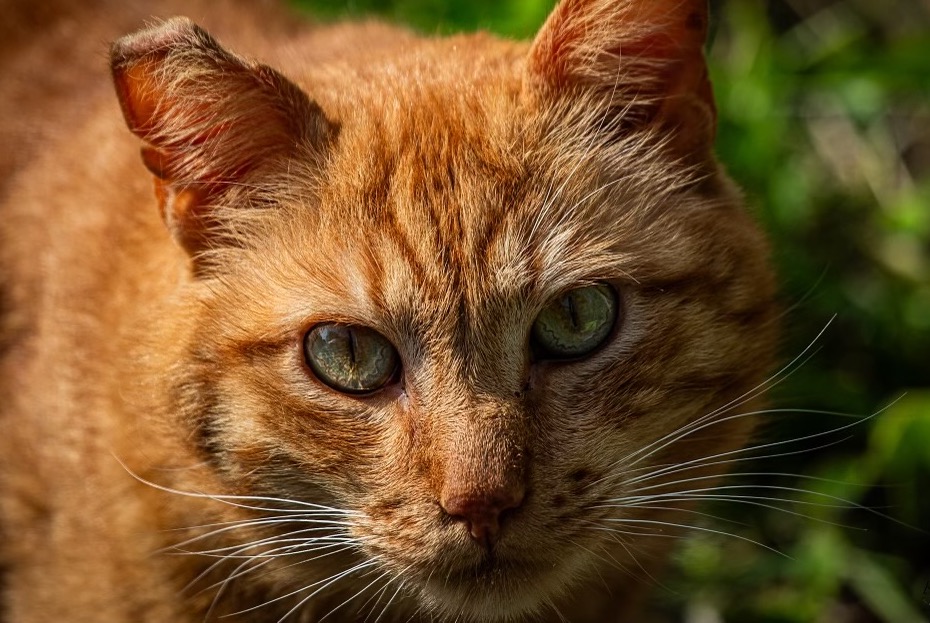 Vermisstmeldung Katze rassenmischung Männliche , 7 jahre Capbreton Frankreich