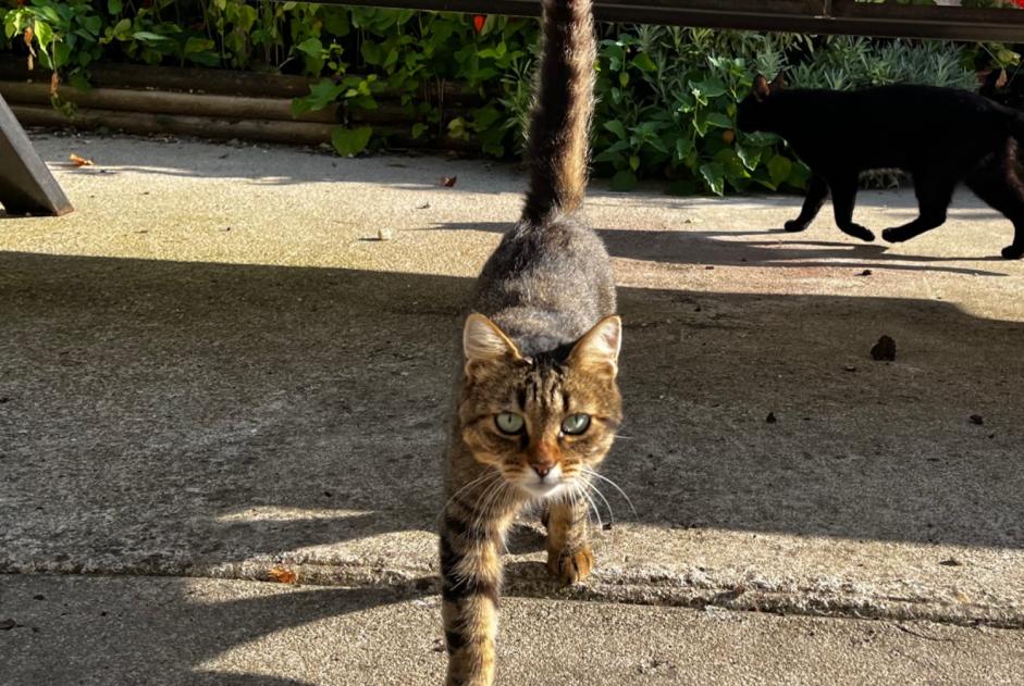 Discovery alert Cat Female Saint-Loup-des-Chaumes France