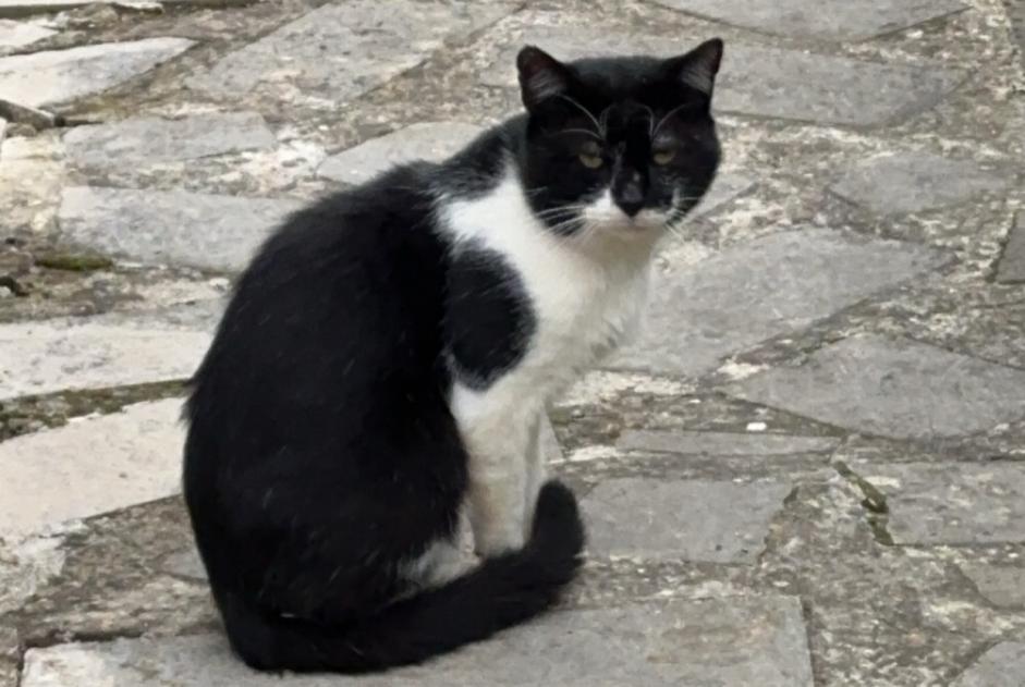 Discovery alert Cat miscegenation Male Magny France