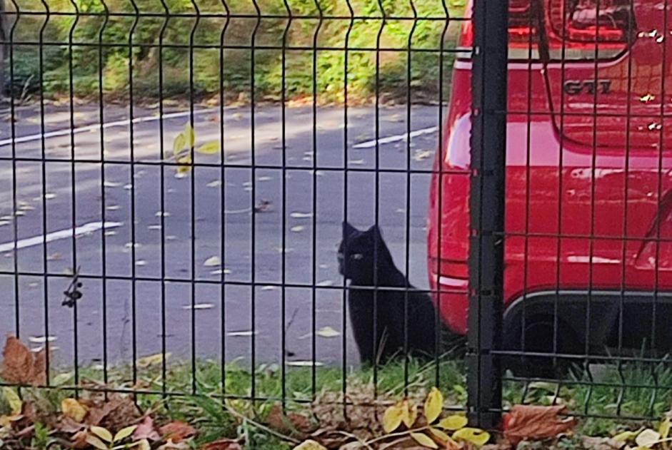 Alerta de Hallazgo Gato Desconocido Wattrelos Francia