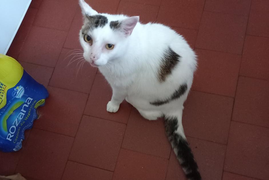 Alerte Disparition Chat Mâle , 4 ans Orval France