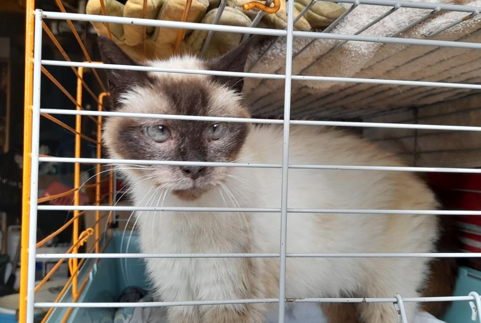 Alerte Découverte Chat  Inconnu Orval sur Sienne France