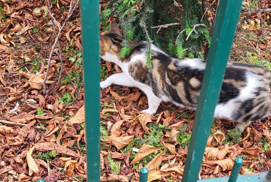 Alerte Découverte Chat croisement Inconnu , 1 année Paris France