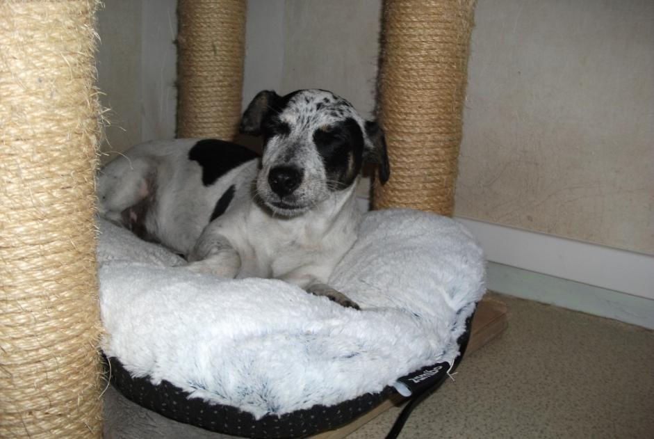 Alerte Découverte Chien croisement Mâle Limoges France