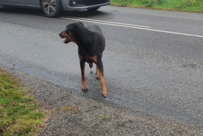 Alerte Découverte Chien  Mâle Lavau-sur-Loire France