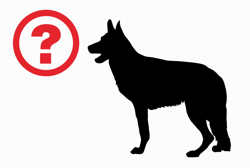 Ontdekkingsalarm Hond rassenvermenging Onbekend Martillac Frankrijk