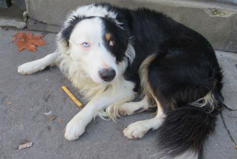 Avviso scomparsa Cane  Maschio , 11 anni Paris Francia